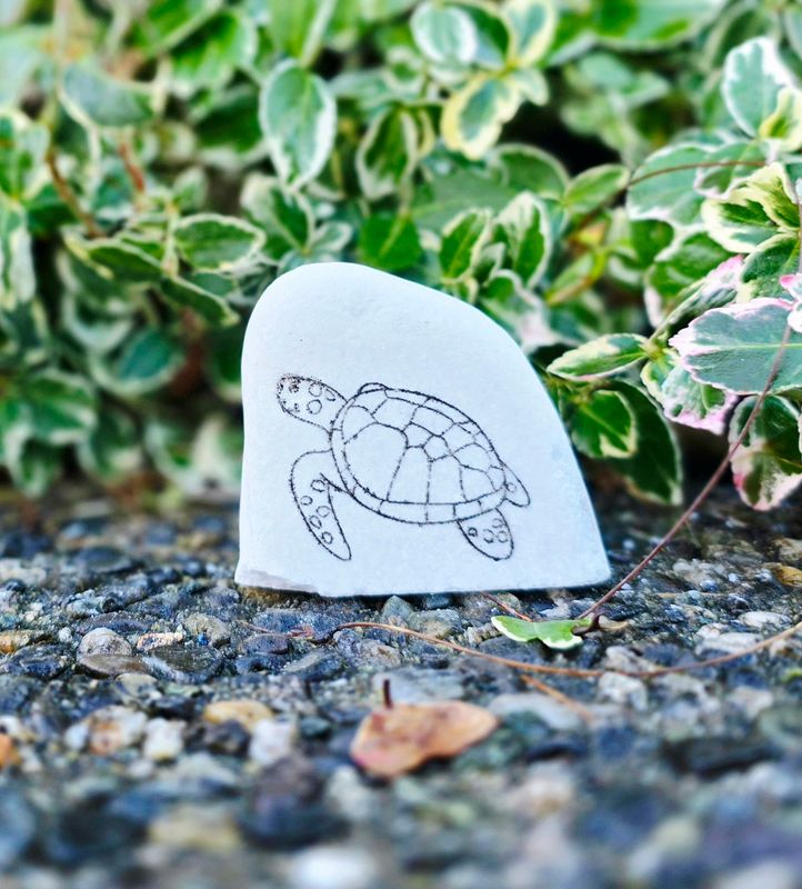 Tiny Tide Turtle