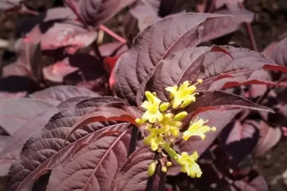 Zadrzewnia 'Diva'® Diervilla rivularis