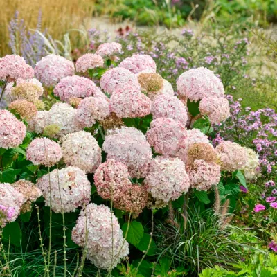 Hortensja drzewiasta Candybelle® 'StandUp Pink' Hydrangea arborescens