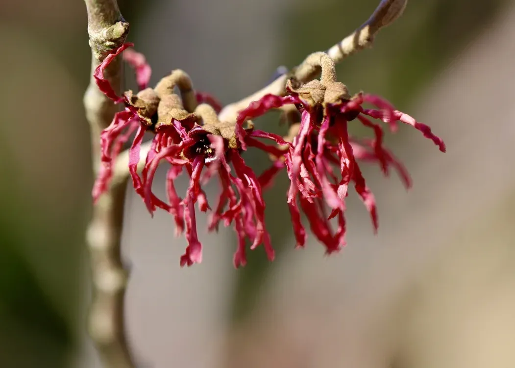 Oczar wiosenny 'Amethyst' Hamamelis verinalis