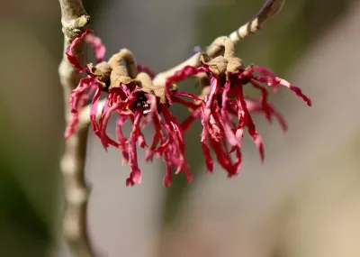 Oczar wiosenny 'Amethyst' Hamamelis verinalis
