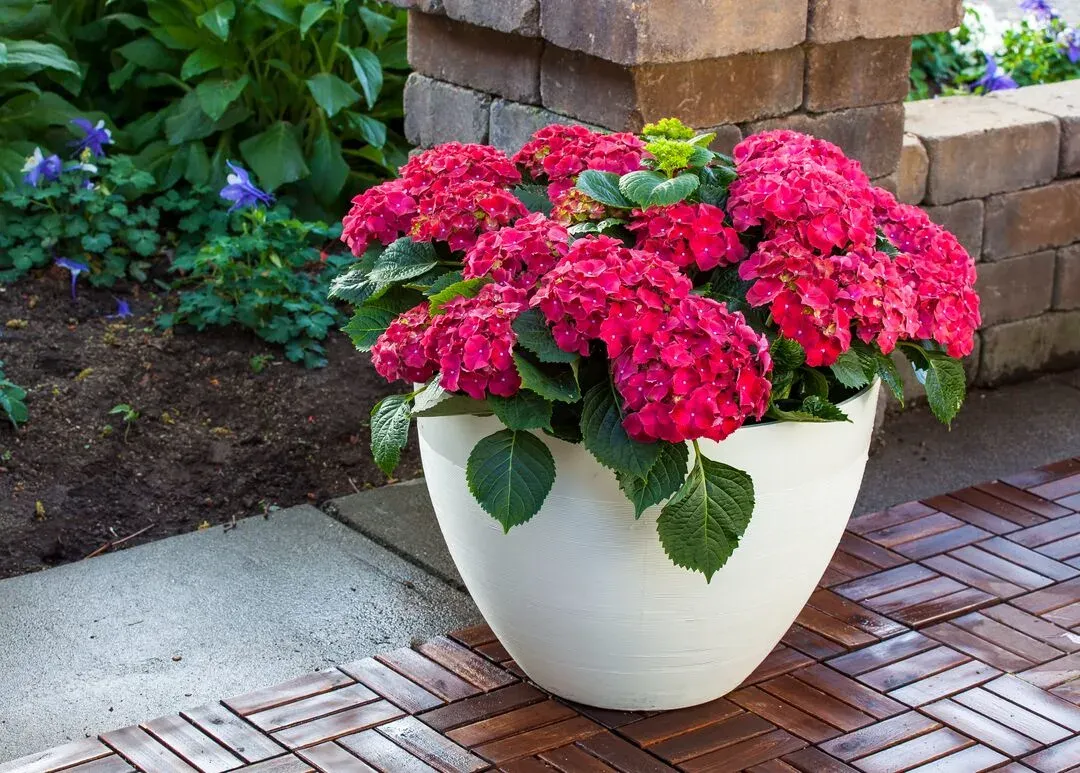 Hortensja ogrodowa 'Hi Fire Red' Hydrangea macrophylla