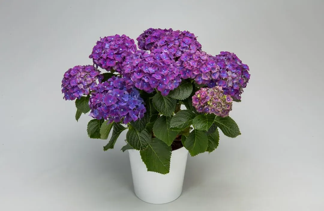 Hortensja ogrodowa 'Hi Fire Purple' Hydrangea macrophylla