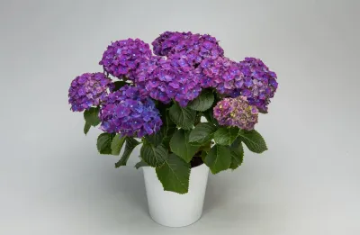 Hortensja ogrodowa 'Hi Fire Purple' Hydrangea macrophylla