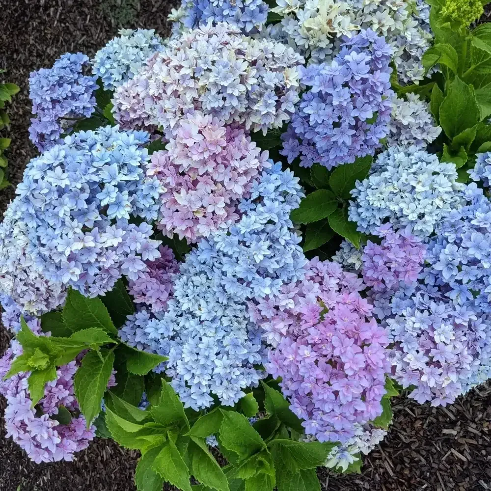 Hortensja ogrodowa 'Bloomin' Easy Starfield™ Magical Farfalla® Blue' Hydrangea macrophylla