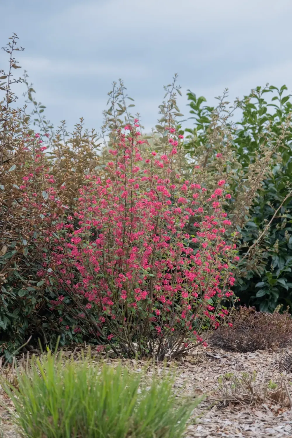 Porzeczka ozdobna 'Amore' Ribes sanguineum