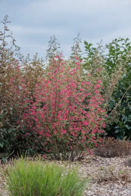 Porzeczka ozdobna 'Amore' Ribes sanguineum