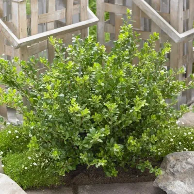 Ostrokrzew karbowanolistny bukszpanowy 'Glory Gem' Ilex crenata