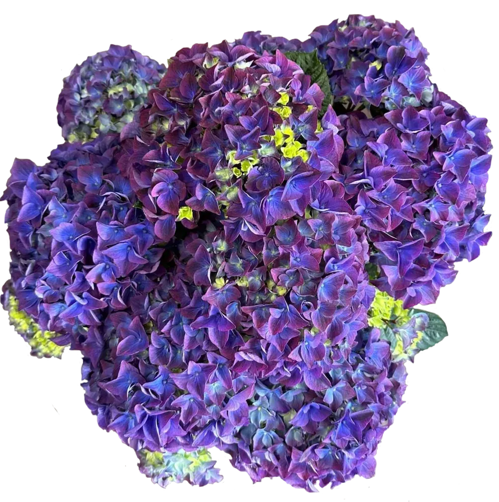 Hortensja ogrodowa 'Vox® Marine Purple' Hydrangea macrophylla