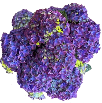 Hortensja ogrodowa 'Vox® Marine Purple' Hydrangea macrophylla