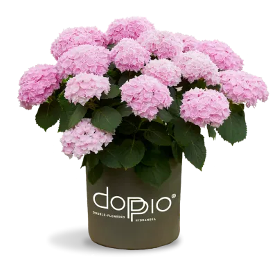 Hortensja ogrodowa 'Doppio® Rosato' Hydrangea macrophylla