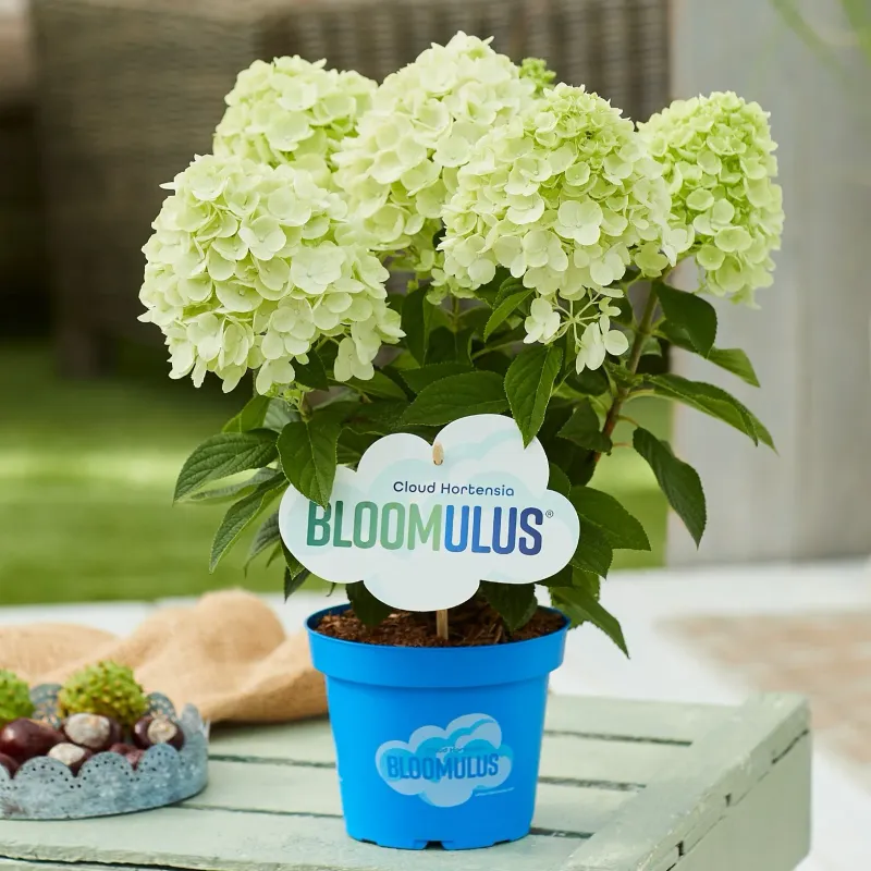 Hortensja bukietowa Bloomulus® 'Fluffa' Hydrangea paniculata