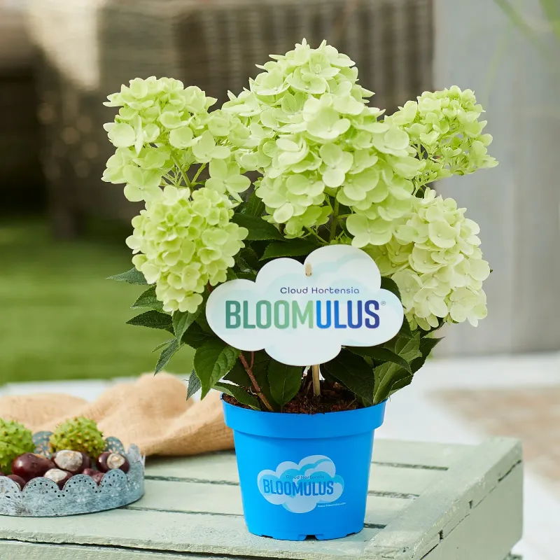 Hortensja bukietowa Bloomulus® 'Stratus' Hydrangea paniculata