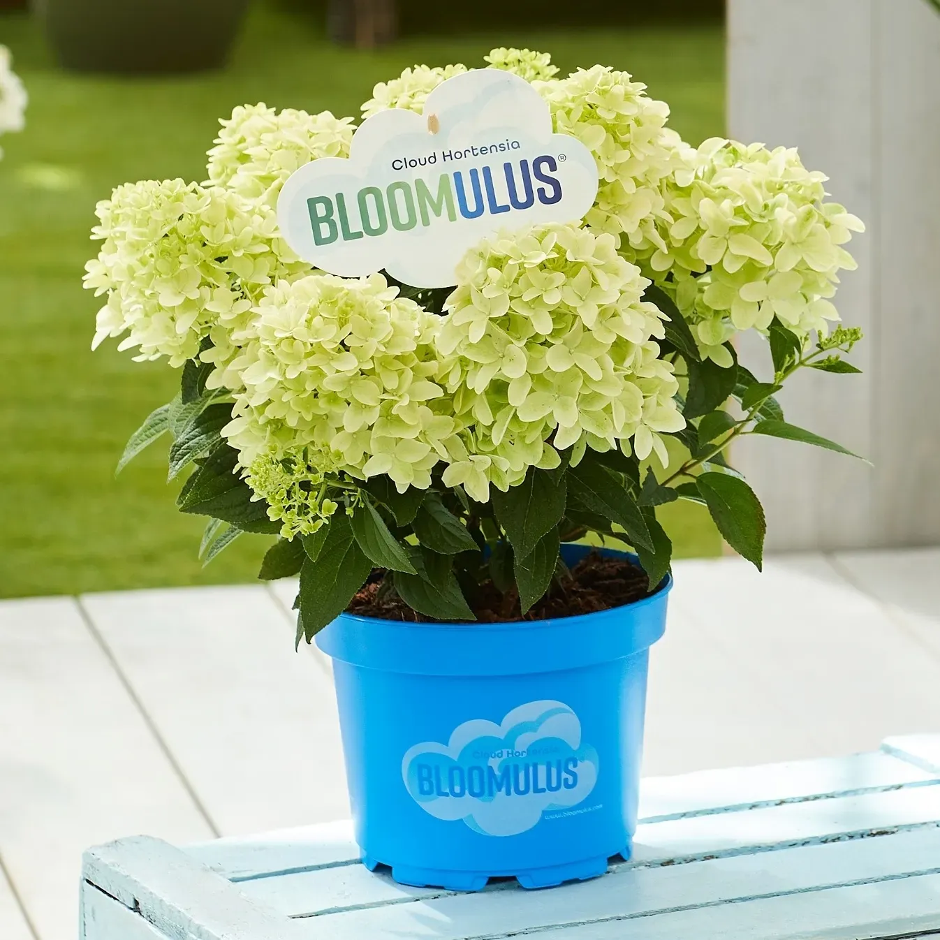 Hortensja bukietowa Bloomulus® 'Nimbus' Hydrangea paniculata