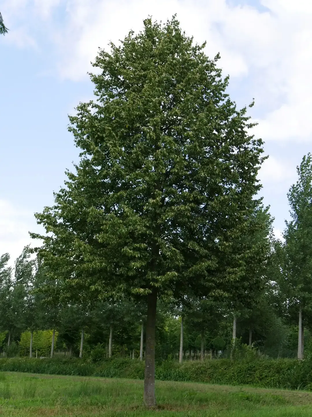Lipa drobnolistna 'Greenspire' Tilia cordata