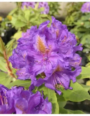 Rododendron Różanecznik 'Anna Jagiellonka' Rhododendron