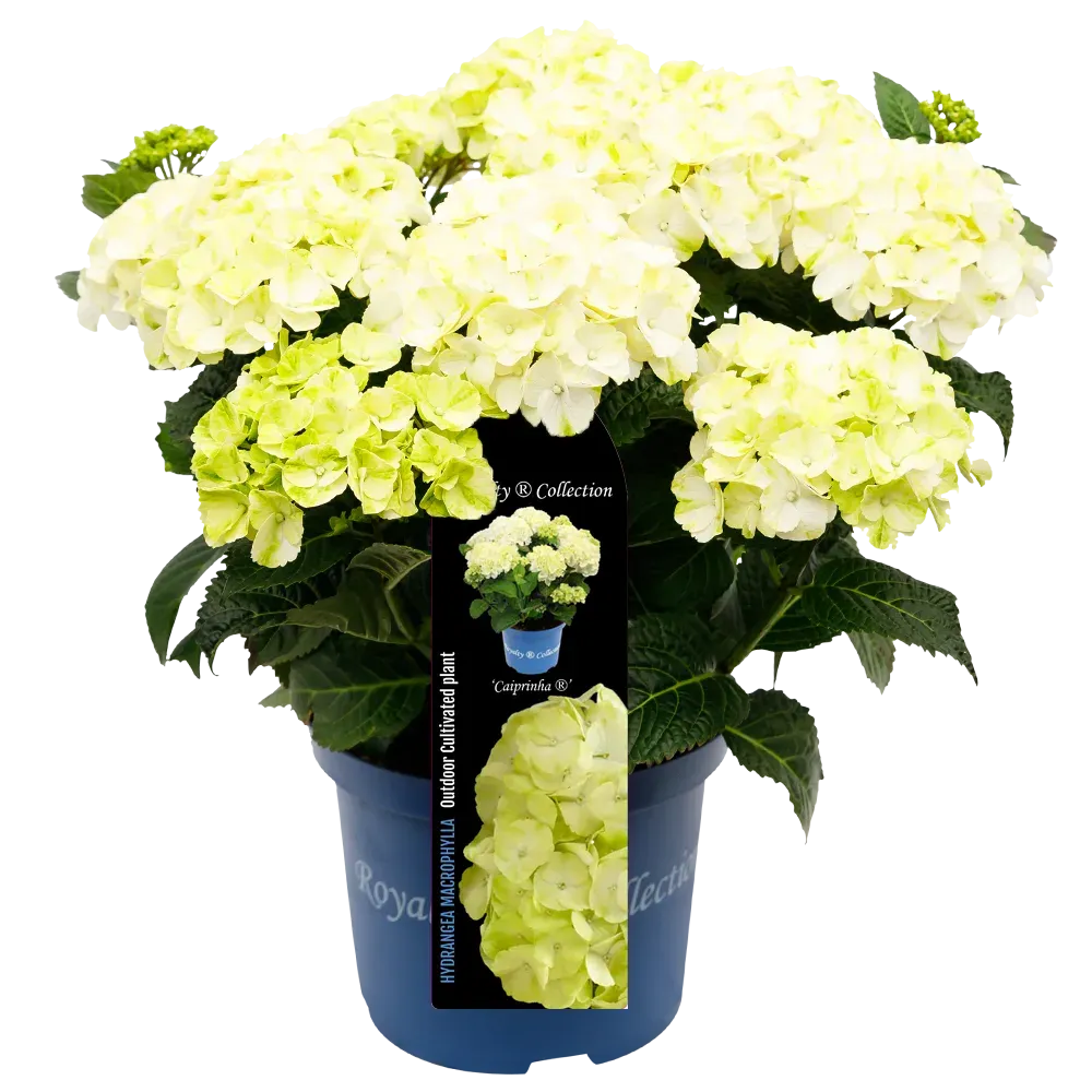 Hortensja ogrodowa Royalty Colletion® 'Caipirinha®' Hydrangea macrophylla