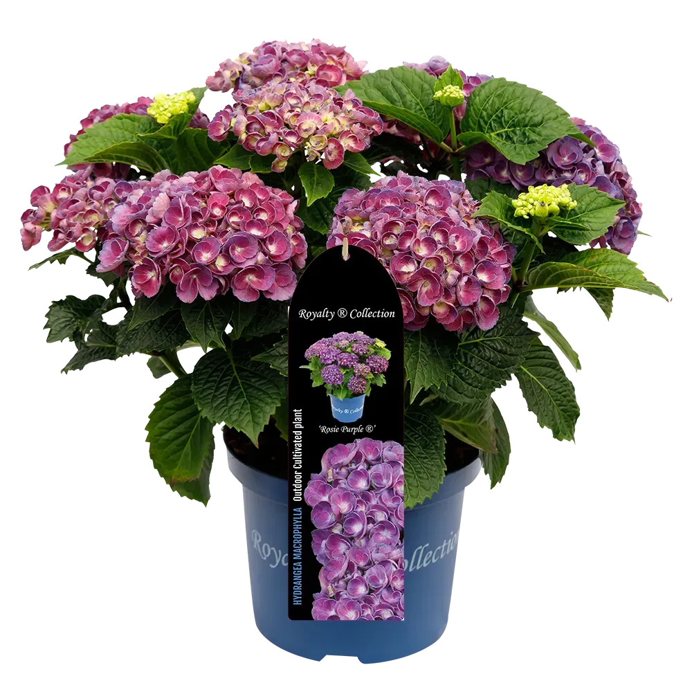 Hortensja ogrodowa Royalty Colletion® 'Rosie® Purple' Hydrangea macrophylla