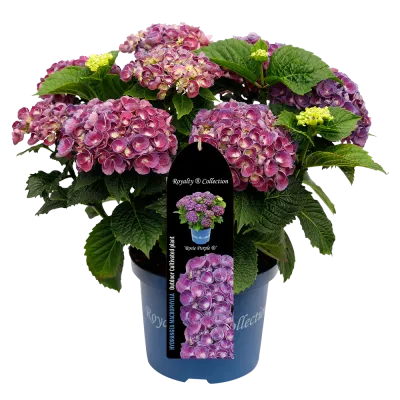 Hortensja ogrodowa Royalty Colletion® 'Rosie® Purple' Hydrangea macrophylla
