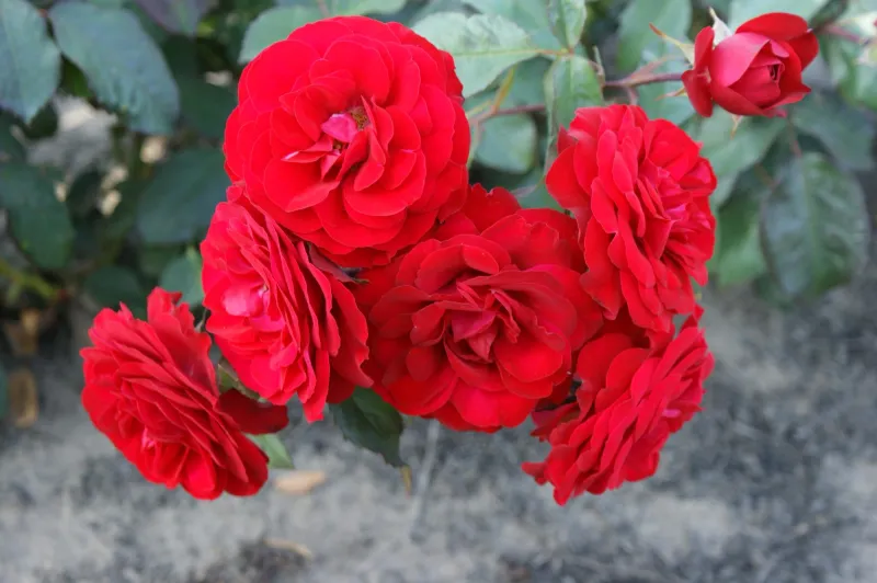 Róża rabatowa Nordic Garden Beauties® 'Euorpeana' Rosa