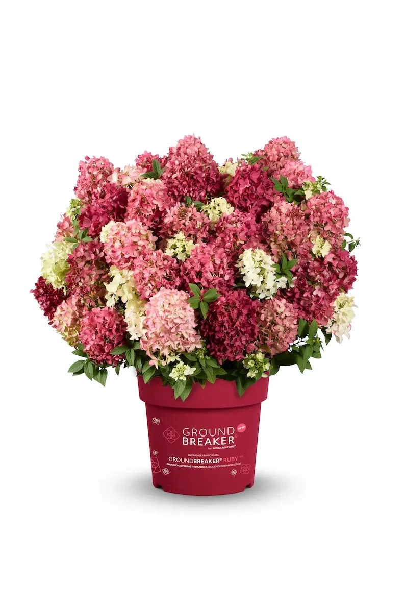 Hortensja bukietowa 'Graundbraker® Ruby™' Hydrangea paniculata
