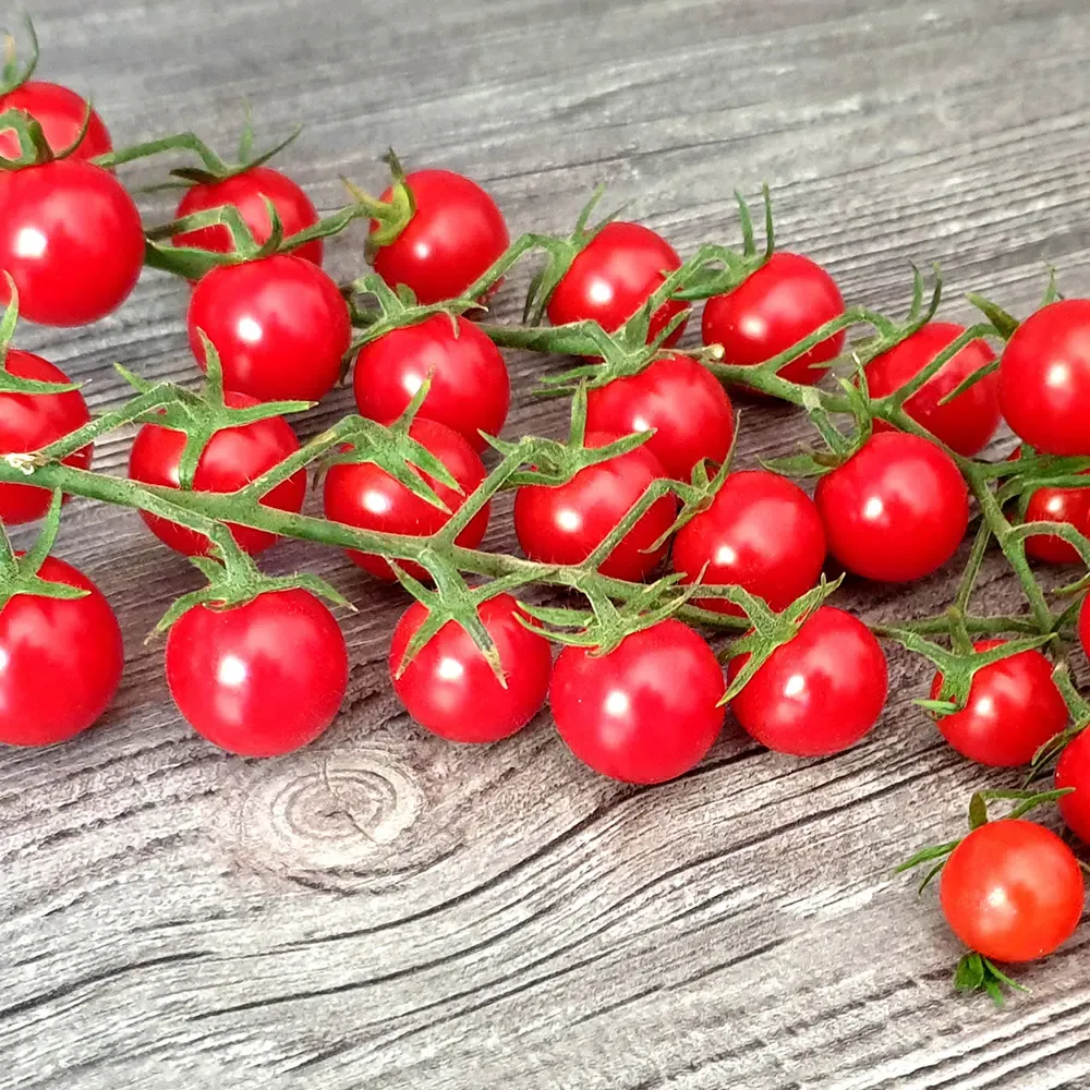 Pomidor koktajlowy czerwony okrągły 'Roney'