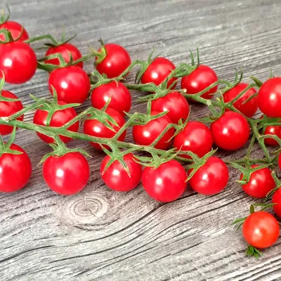 Pomidor koktajlowy czerwony okrągły 'Roney'
