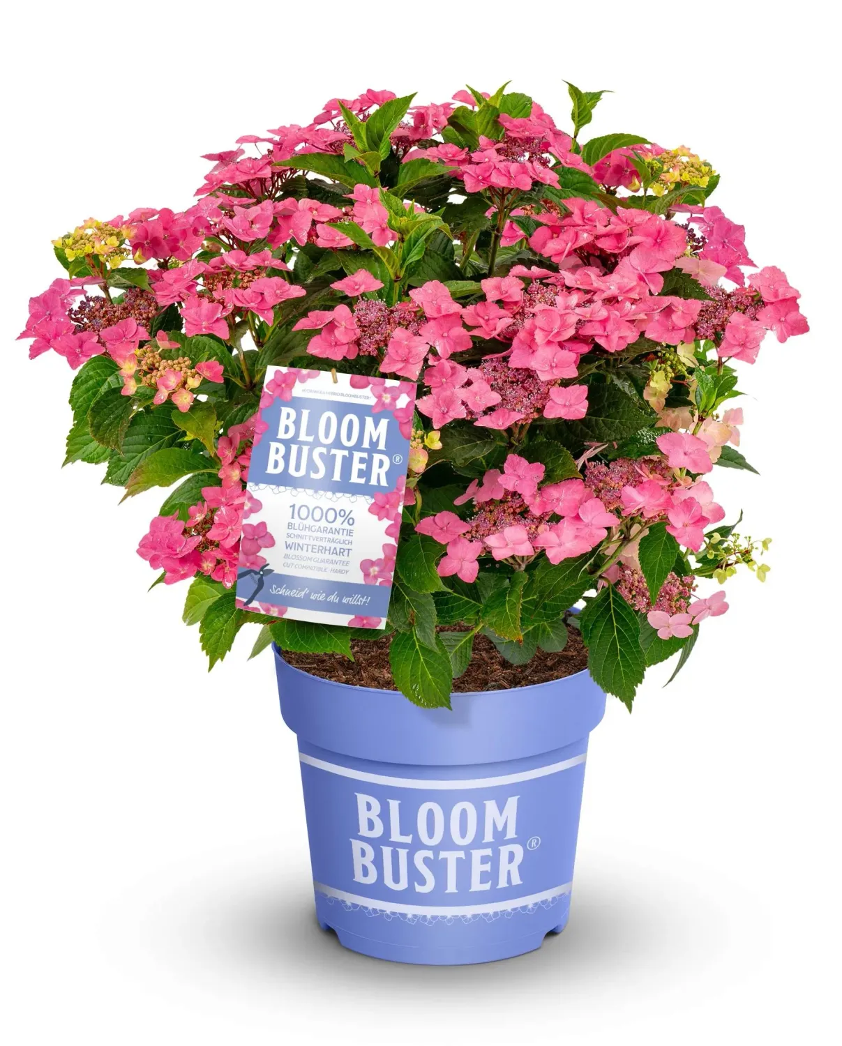 Hortensja 'BloomBuster' Pink Hydrangea