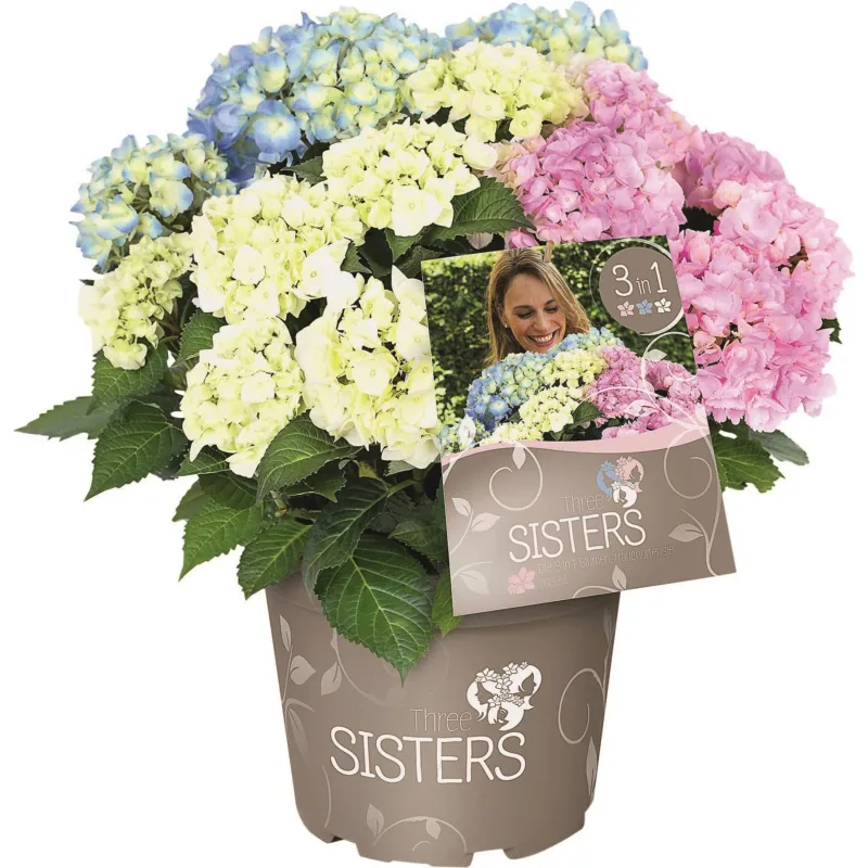 Hortensja 3 kolorowa 'Three Sisters®' Hydrangea macrophylla