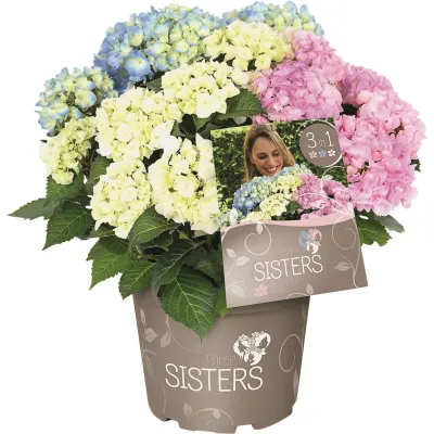 Hortensja 3 kolorowa 'Three Sisters®' Hydrangea macrophylla