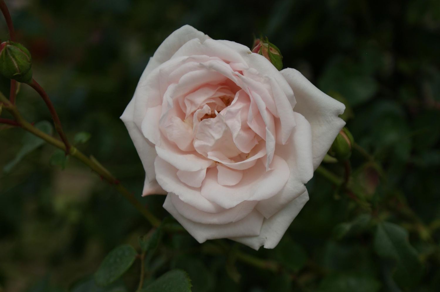 Róża pnąca Nordic Garden Beauties® 'New Dawn' Rosa