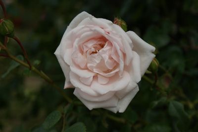 Róża pnąca Nordic Garden Beauties® 'New Dawn' Rosa