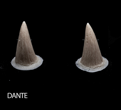 DANTE