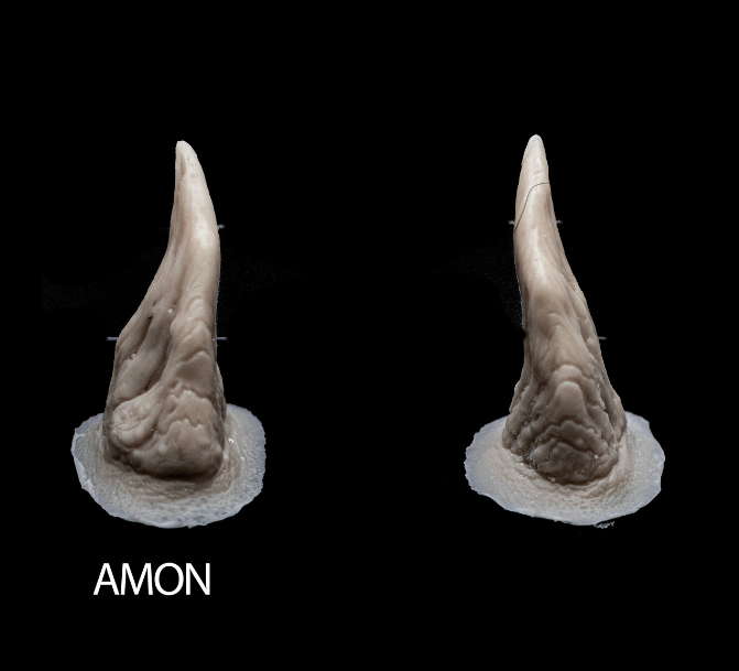 AMON