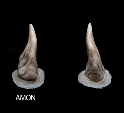 AMON