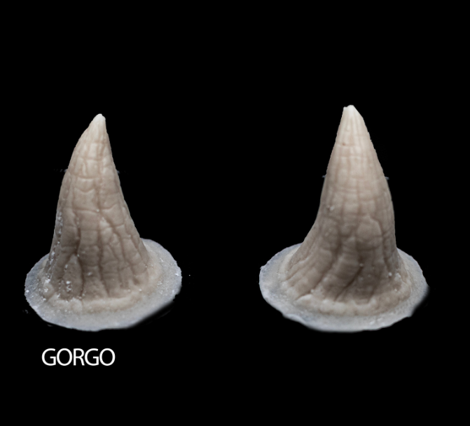 GORGO