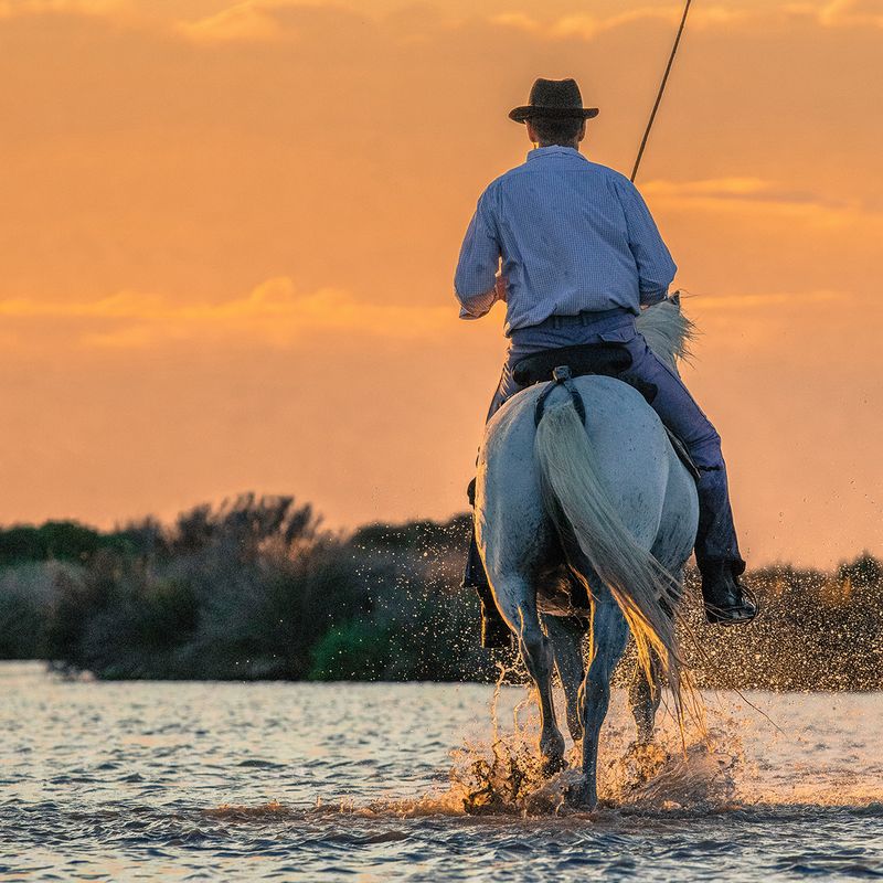 Gardian, Camargue