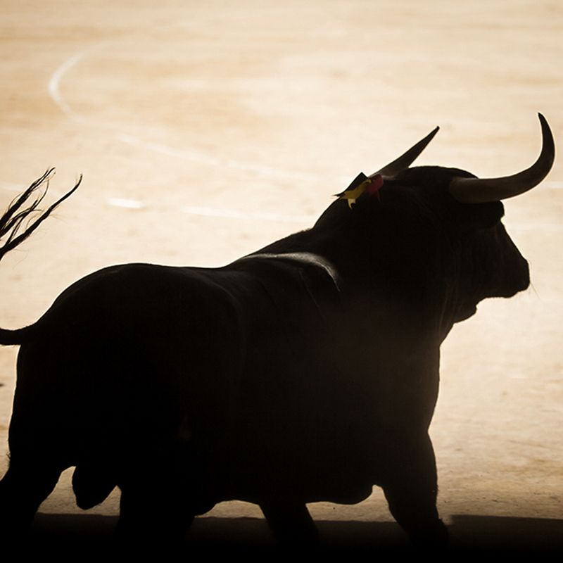 Toro espagnol, Camargue