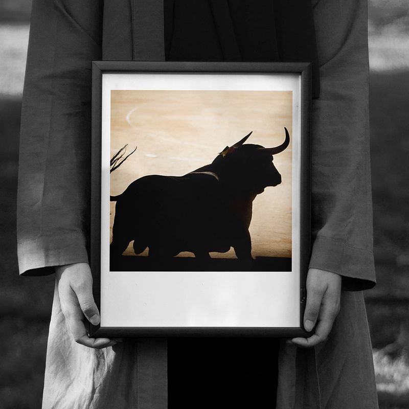 Toro espagnol, Camargue