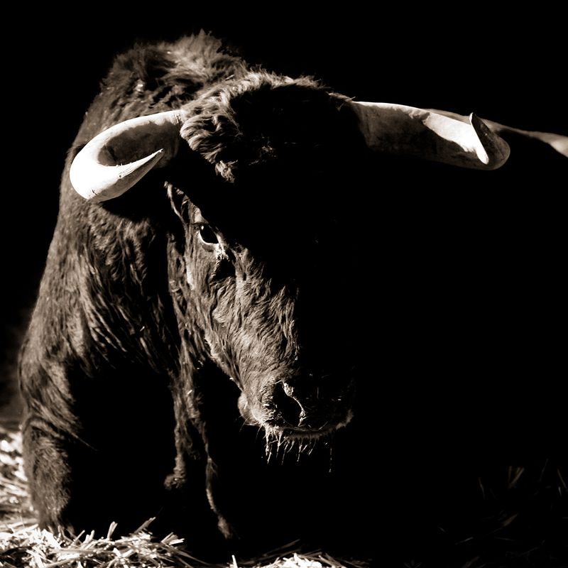 Toro Gimeaux, Camargue