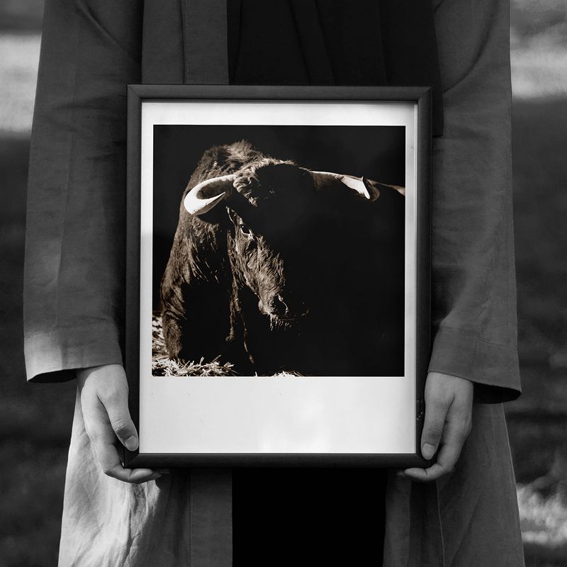 Toro Gimeaux, Camargue