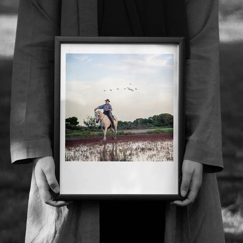 Cavalier flamands, Camargue