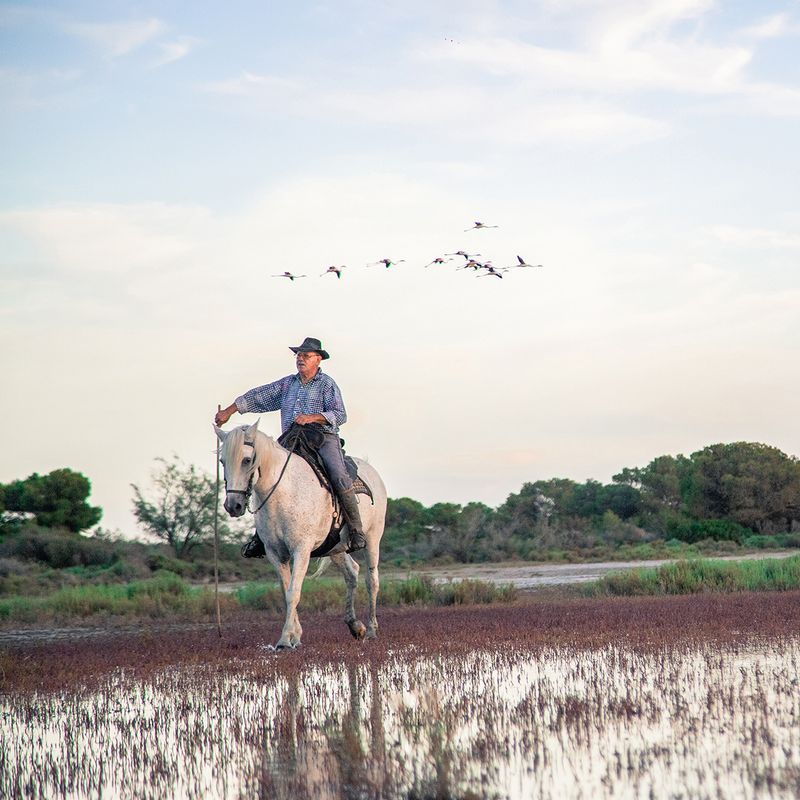 Cavalier flamands, Camargue