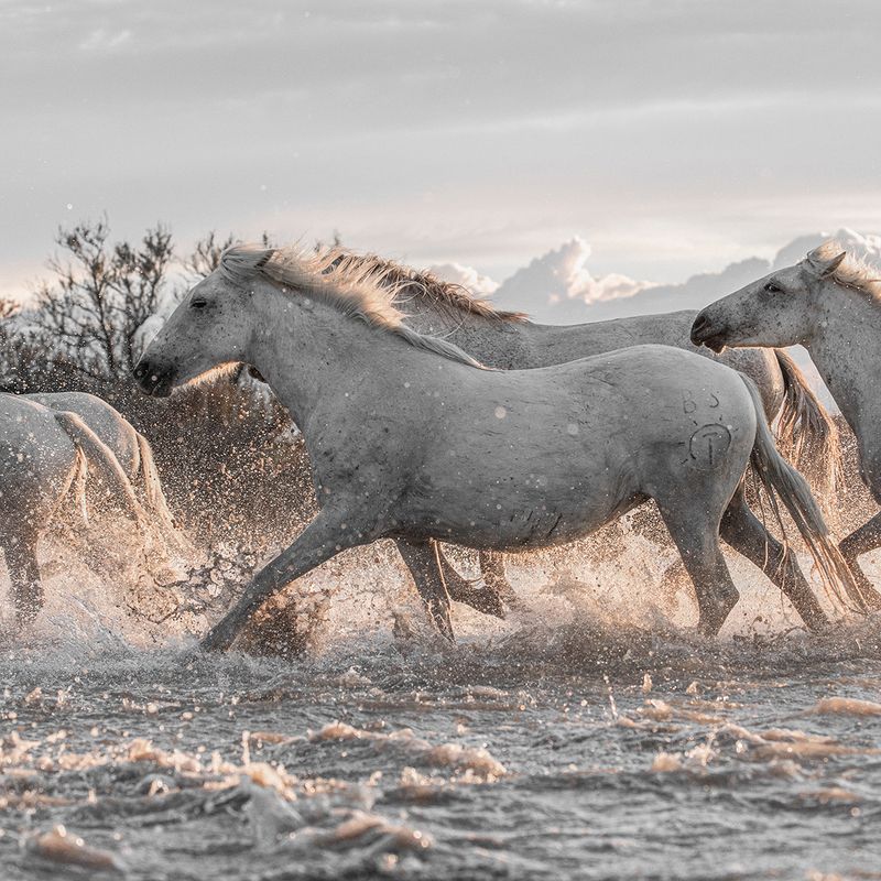 Camarguais marais, Camargue