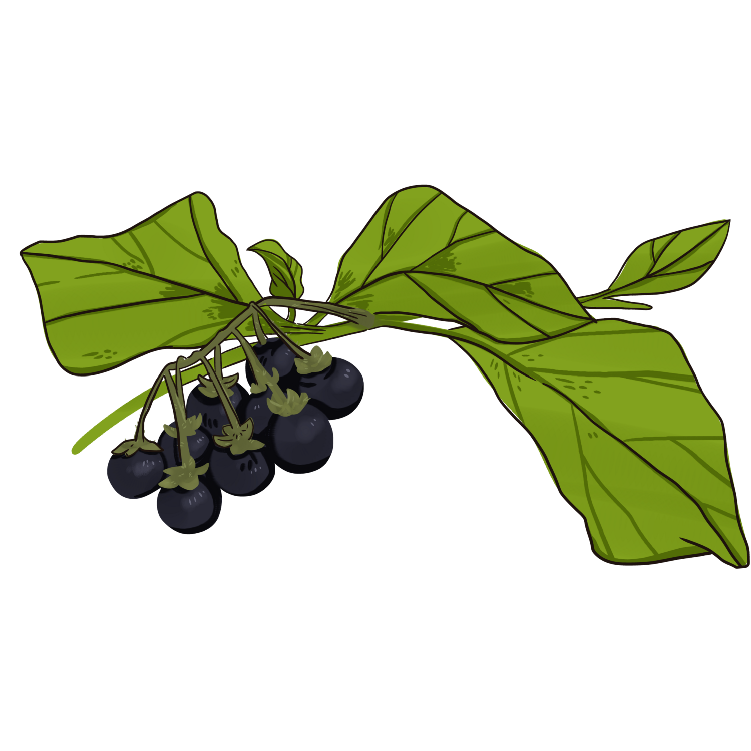 Chichiquelite - Garden Huckleberry