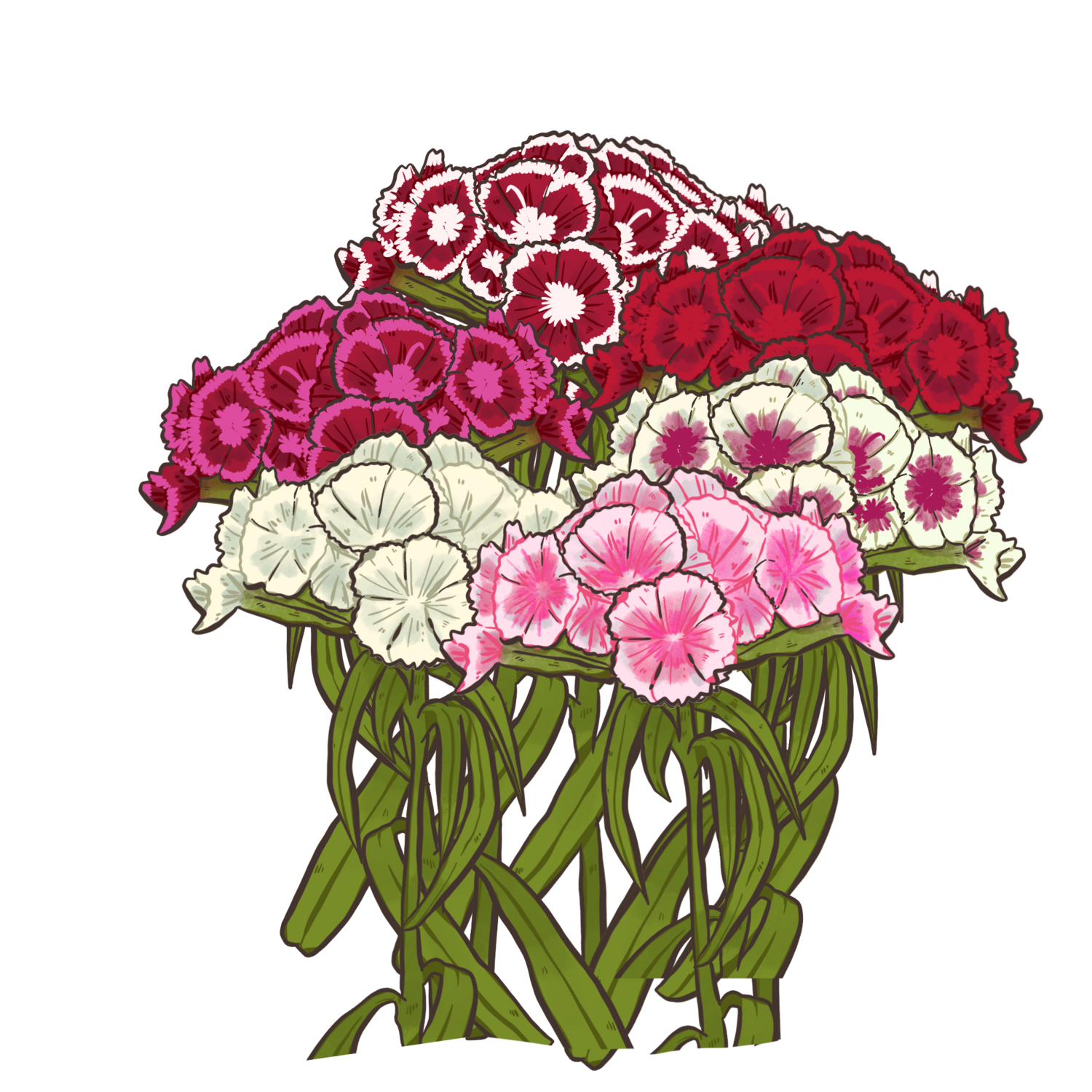 Sweet William Flower