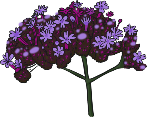 Verbena Bonariensis