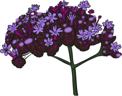 Verbena Bonariensis