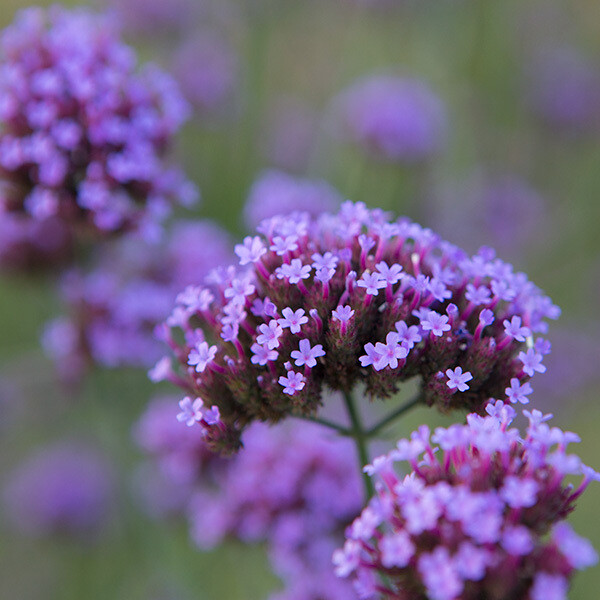 Verbena Bonariensis