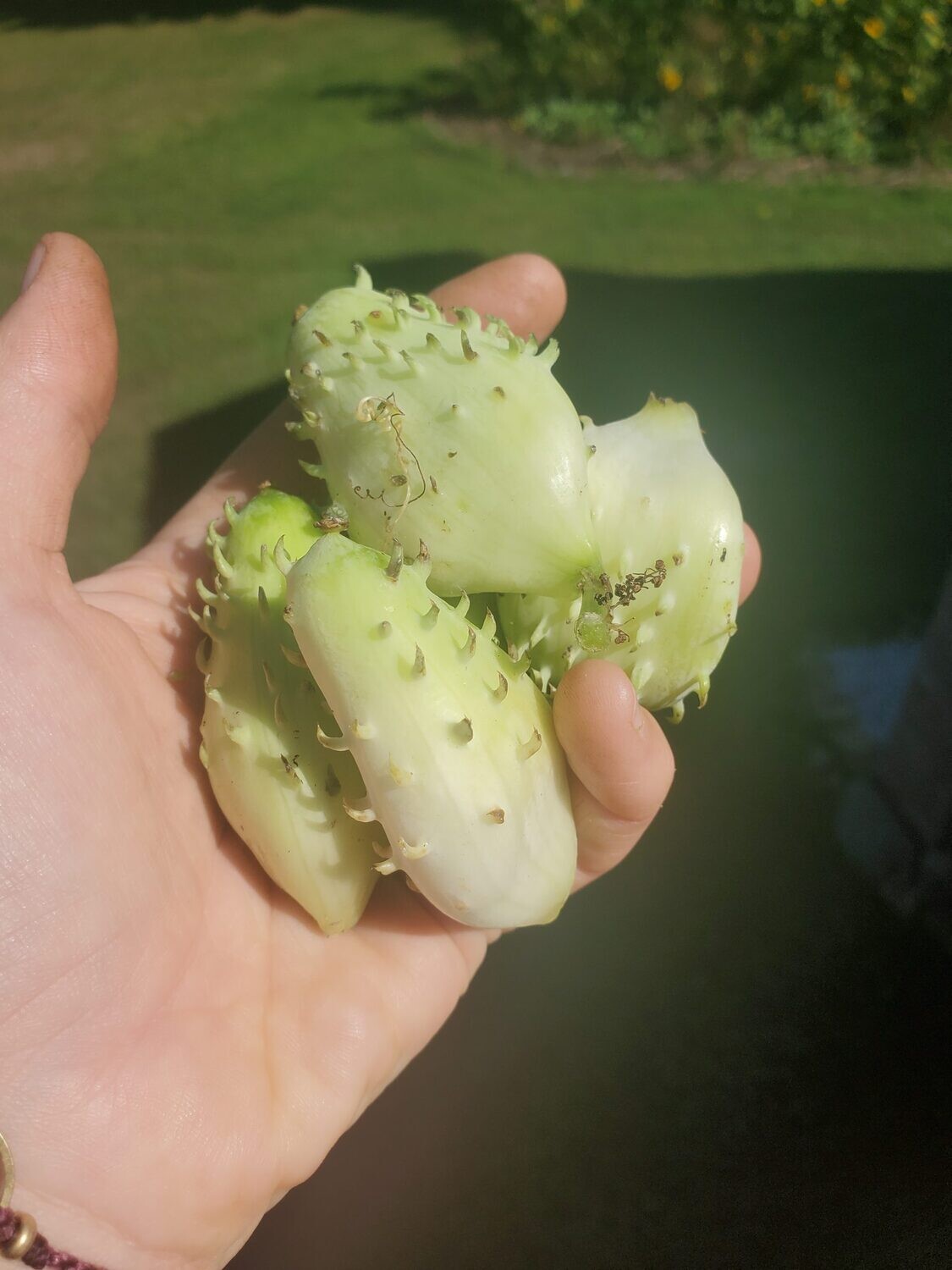 Achocha - Caihua